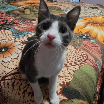 Domestic Medium Hair Cats Available for Adoption - Pierce "Gray Cheeks" | PetCurious