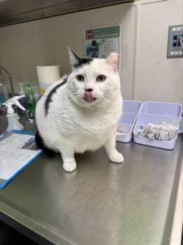 Domestic Short Hair Cats Available for Adoption - CHARDONNAY | PetCurious