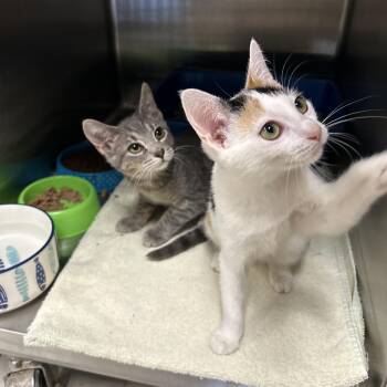 Lake & Ocean (Bonded) -  Domestic Short Hair Cat for Adoption in La Grange Park, Illinois - Lake & Ocean (Bonded) | PetCurious