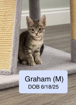 Graham -  Domestic Short Hair and Tabby Cat for Adoption in Vacaville, California - Graham | PetCurious