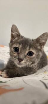 Chamomile -  Domestic Short Hair Cat for Adoption in Chicago, Illinois - Chamomile | PetCurious