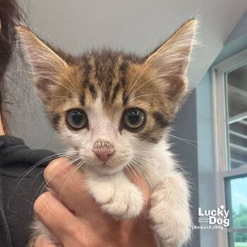 Rescue Domestic Short Hair Cats for Adoption in Washington, District Of Columbia - Super Lex | PetCurious