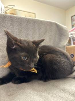 Clumsy Smurf -  Domestic Short Hair Cat Available for Adoption in Parkville, Maryland - Clumsy Smurf | PetCurious