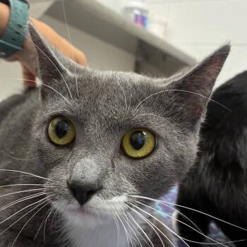 Leilani -  Domestic Short Hair Cat for Adoption in Corpus Christi, Texas - Leilani | PetCurious