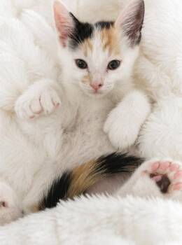 Calico and Extra Toes Cat Hemingway Polydactyl Cats Available for Adoption in Villa Park, California - Dotti | PetCurious