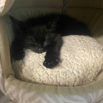 Oliver -  Domestic Medium Hair Cat for Adoption in Greenville, Pennsylvania - Oliver | PetCurious