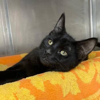 Starlight -  Domestic Short Hair Cat for Adoption in Roanoke, Virginia - Starlight | PetCurious