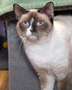 Snowshoe Cats Available for Adoption - Swiss Miss | PetCurious