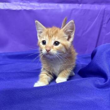 Gumbo -  Domestic Short Hair Cat for Adoption in North Myrtle Beach, South Carolina - Gumbo | PetCurious
