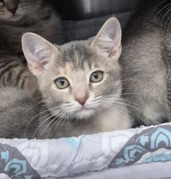 Domestic Short Hair Cats Available for Adoption in Venice, Florida - Purrsecco | PetCurious