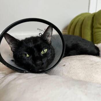 Sheba -  Domestic Short Hair Cat for Adoption in New York, New York - Sheba | PetCurious