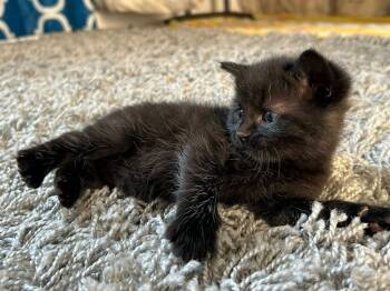 Rescue Domestic Medium Hair Cats for Adoption in Libertyville, Illinois - Obsidian | PetCurious