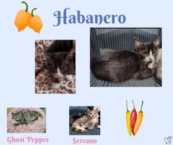 Habanero -  Tuxedo Cat for Adoption in Trophy Club, Texas - Habanero | PetCurious