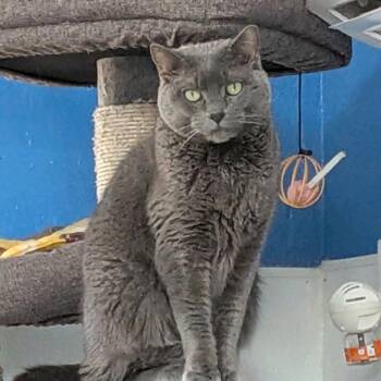 Russian Blue Cats Available for Adoption in Sarasota, Florida - Watson | PetCurious