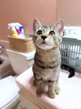 Jelly Roll -  Domestic Short Hair and Tabby Cat for Adoption in Fresno, California - Jelly Roll | PetCurious