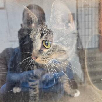 Ontario C -  Domestic Short Hair Cat for Adoption in Philadelphia, Pennsylvania - Ontario C | PetCurious
