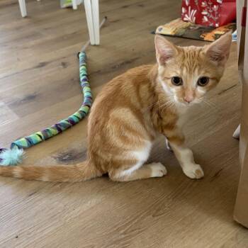Kitsune -  Domestic Short Hair Cat for Adoption in Costa Mesa, California - Kitsune | PetCurious