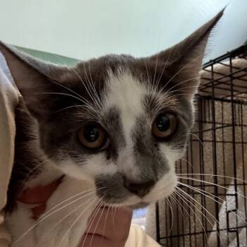 Rescue Domestic Short Hair Cats for Adoption in Johnstown, Pennsylvania - Gourdy | PetCurious