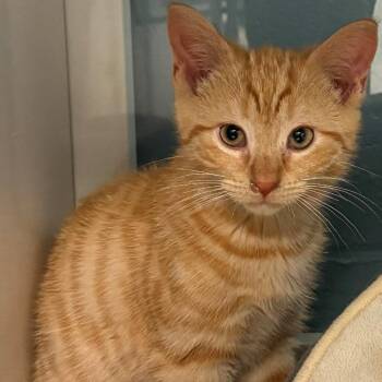 Neon -  Domestic Short Hair Cat for Adoption in East Hanover, New Jersey - Neon | PetCurious