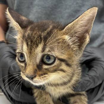 Mochi -  Domestic Short Hair Cat for Adoption in Corpus Christi, Texas - Mochi | PetCurious