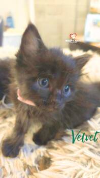 After Dark Litter:  Velvet -  Domestic Medium Hair Cat for Adoption in Council Bluffs, Iowa - After Dark Litter:  Velvet | PetCurious
