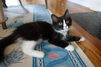 Rescue Domestic Medium Hair Cats for Adoption in Evans, Georgia - Stella | PetCurious