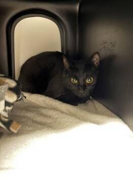Mama -  Domestic Short Hair Cat for Adoption in Gastonia, North Carolina - Mama | PetCurious