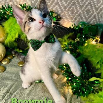 Brownie -  Domestic Short Hair Cat for Adoption in Carmel, Indiana - Brownie | PetCurious