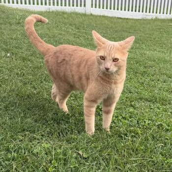 Angelito -  Domestic Short Hair Cat for Adoption in Philadelphia, Pennsylvania - Angelito | PetCurious