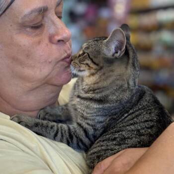 Zander -  Domestic Short Hair Cat for Adoption in Atoka, Tennessee - Zander | PetCurious