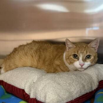 Harriet -  Domestic Short Hair Cat for Adoption in Bullhead City, Arizona - Harriet | PetCurious