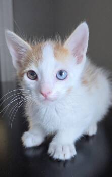 Domestic Short Hair and Tabby Cats Available for Adoption in Campbell, California - Colby Jack | PetCurious