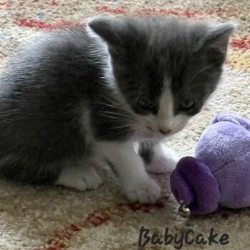 Rescue Domestic Short Hair Cats for Adoption in St. Augustine, Florida - Babycake | PetCurious