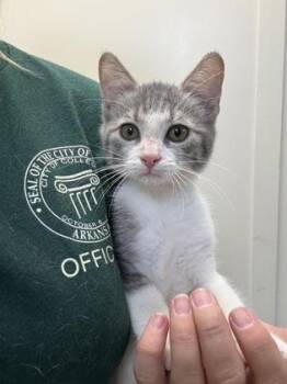 Pebble -  Domestic Short Hair Cat for Adoption in Conway, Arkansas - Pebble | PetCurious