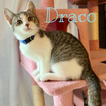 Domestic Short Hair Cats Available for Adoption in Syracuse, New York - Draco | PetCurious