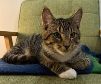 Riley -  Domestic Short Hair Cat for Adoption in Duxbury, Massachusetts - Riley | PetCurious