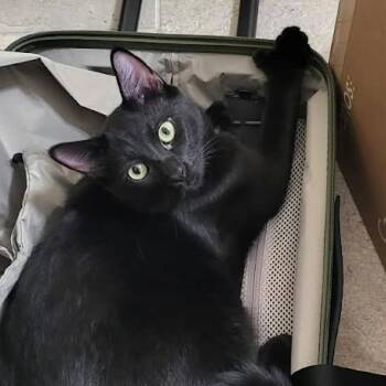 Larry a/k/a Mischief -  Domestic Short Hair Cat for Adoption in Spring Hill, Kansas - Larry A/k/a Mischief | PetCurious