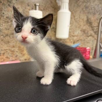Sven -  Domestic Short Hair Cat for Adoption in Webster, Texas - Sven | PetCurious