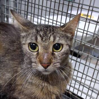 Dawn -  Domestic Short Hair Cat Available for Adoption in Summerville, South Carolina - Dawn | PetCurious