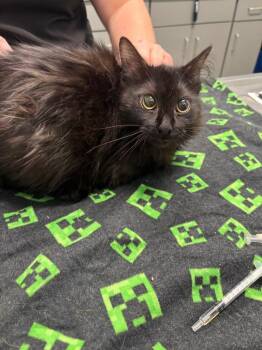 Muffy -  Domestic Long Hair Cat for Adoption in Bloomington, Indiana - Muffy | PetCurious