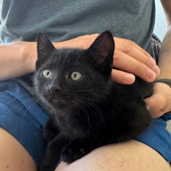 Domestic Short Hair Cats Available for Adoption in Sunnyvale, California - Mole | PetCurious