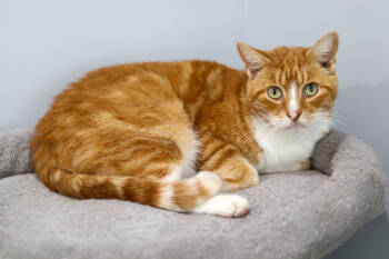 Rescue Domestic Short Hair Cats for Adoption in Lewisburg, Tennessee - Oscar | PetCurious