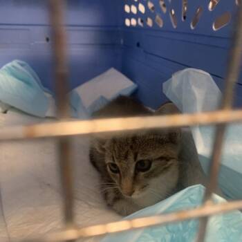 Persephone -  Domestic Short Hair Cat for Adoption in West Palm Beach, Florida - Persephone | PetCurious