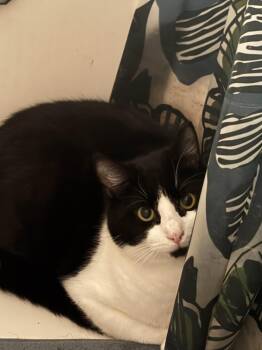 Domestic Short Hair Cats Available for Adoption - Killua | PetCurious