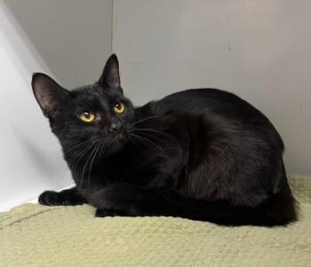 Bradley -  Domestic Short Hair Cat for Adoption in Rochester, Indiana - Bradley | PetCurious