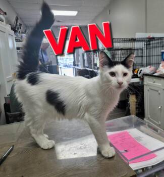 Van -  Domestic Short Hair Cat for Adoption in Rome, Georgia - Van | PetCurious