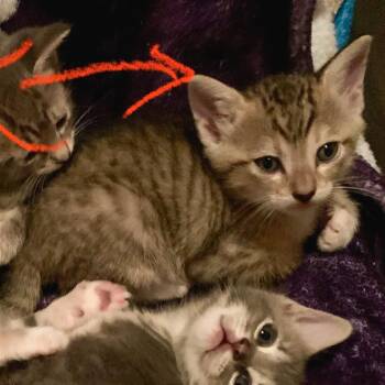 Karpet Kleaner 25 -  Domestic Short Hair Cat for Adoption in Austin, Texas - Karpet Kleaner 25 | PetCurious