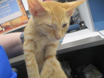 A384335 -  Domestic Short Hair Cat for Adoption in Ocala, Florida - A384335 | PetCurious