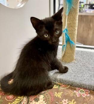 TAZZ -  Domestic Short Hair Cat for Adoption in Sarasota, Florida - TAZZ | PetCurious