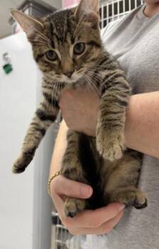 Michael -  Domestic Short Hair and Tabby Cat for Adoption in Webster, Massachusetts - Michael | PetCurious